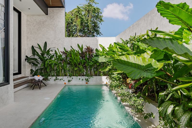 Rice-view villa in Pererenan: pool framed by greenery