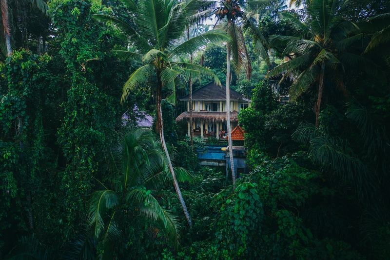 A house with a tiled roof among palms and jungle