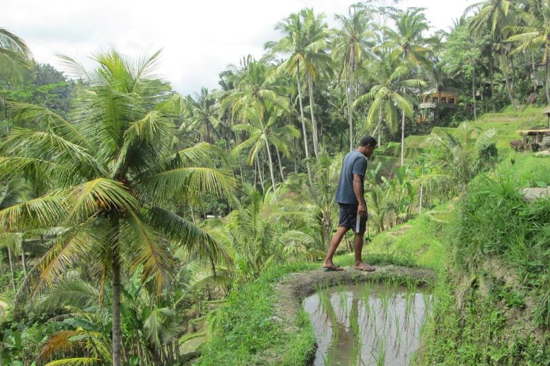 Rizières en terrasses et palmiers dans les collines autour d'Ubud