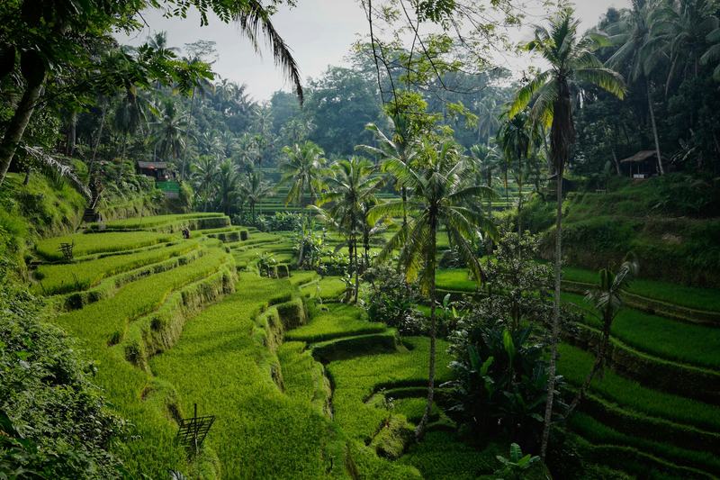 Rice terraces and a green valley in northern Ubud
