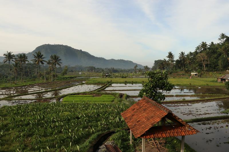 Rice fields and a mountainside in Sidemen, East Bali