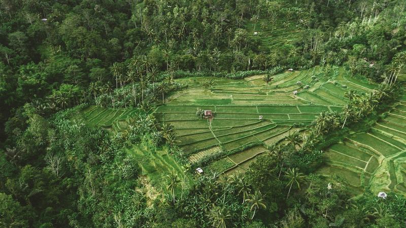 Rice fields and plots divided by roads, seen from above, Bali