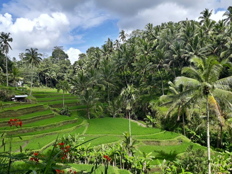 Villa overlooking green rice fields in Bali