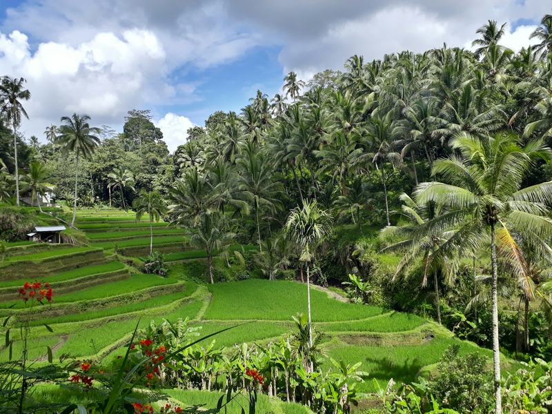 Rice terraces and palm trees on a hillside in Bali